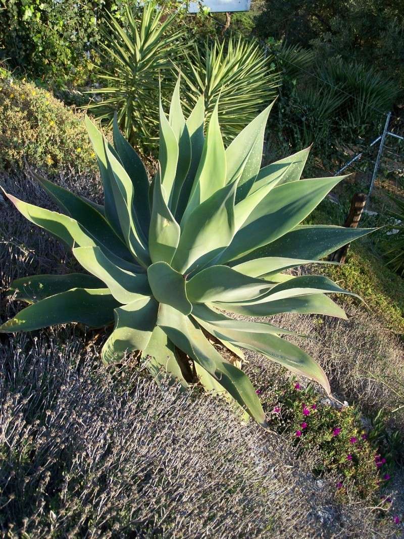 agave attenuata Aaa_0210