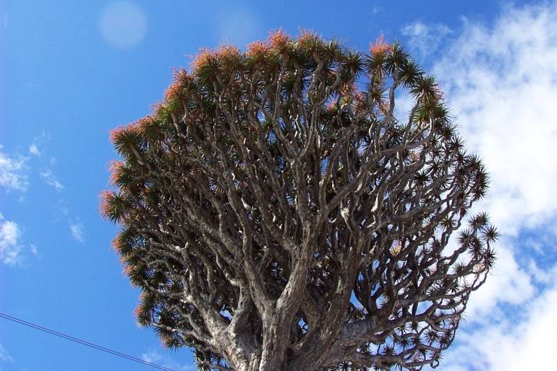 Agave attenuata . Floraison Dcp_2111