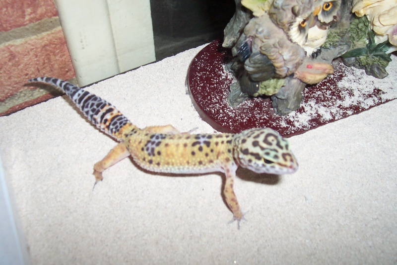 Les Geckos léopards de MissGwendola 275_4311