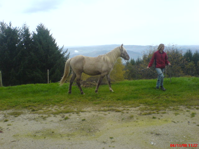 Le Rocky Mountain Horse ;) - Page 2 Dsc02613