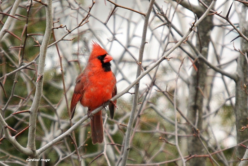 Cardinal rouge 14-04-12