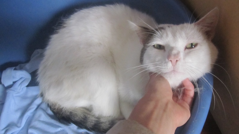 Skipy, chat presque tout blanc né en 2007  Skipy_14