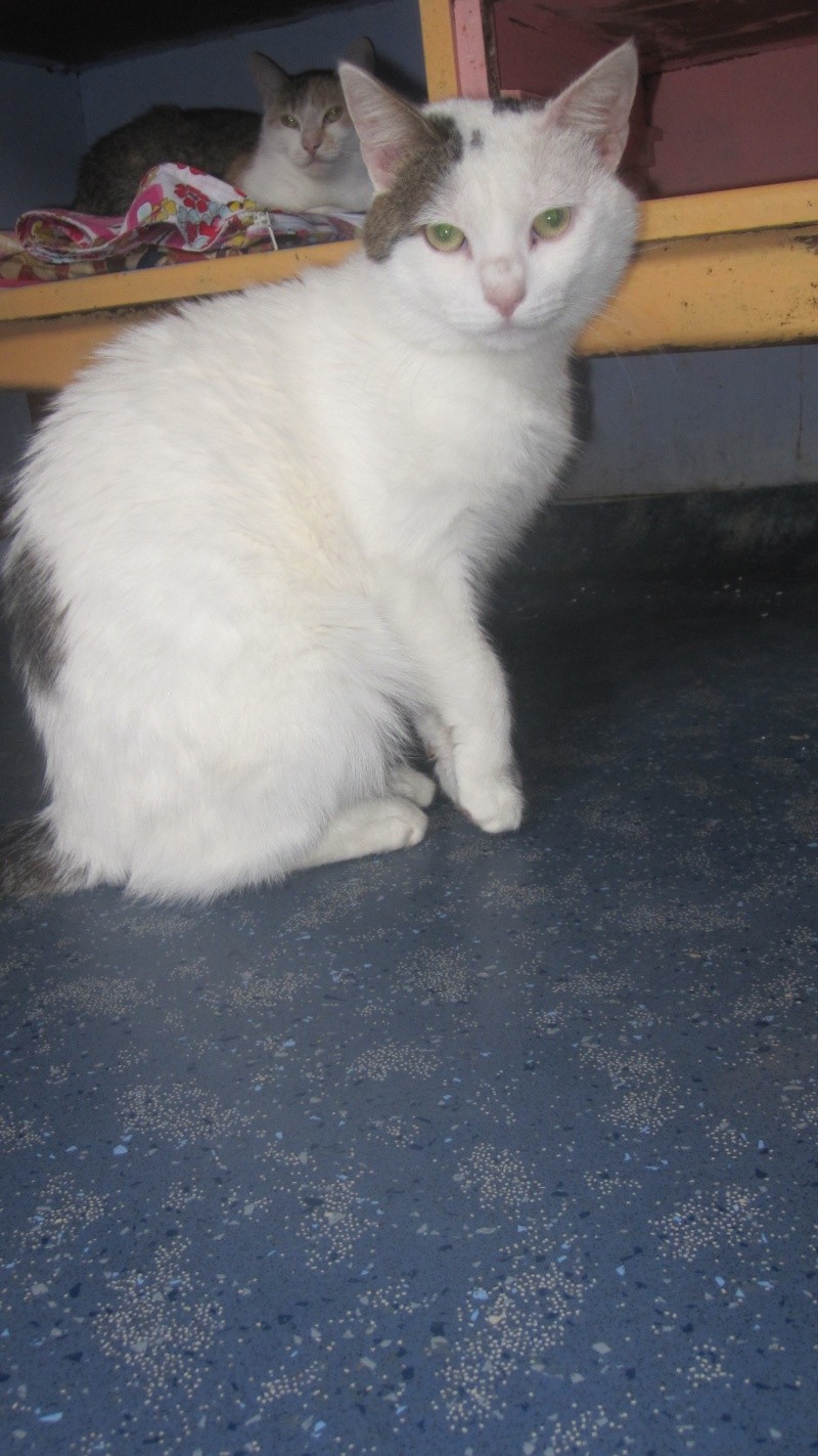 Skipy, chat presque tout blanc né en 2007  Skipy_15