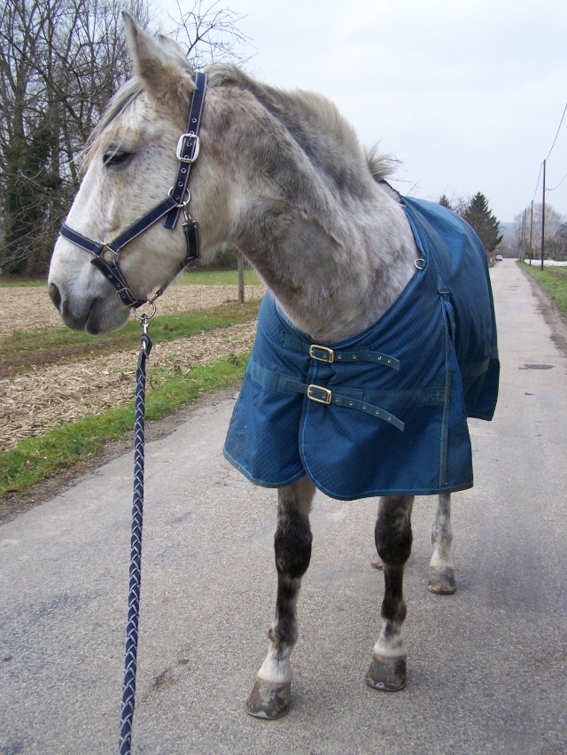 une petite devinette? toute petite! - Page 6 Cheval14