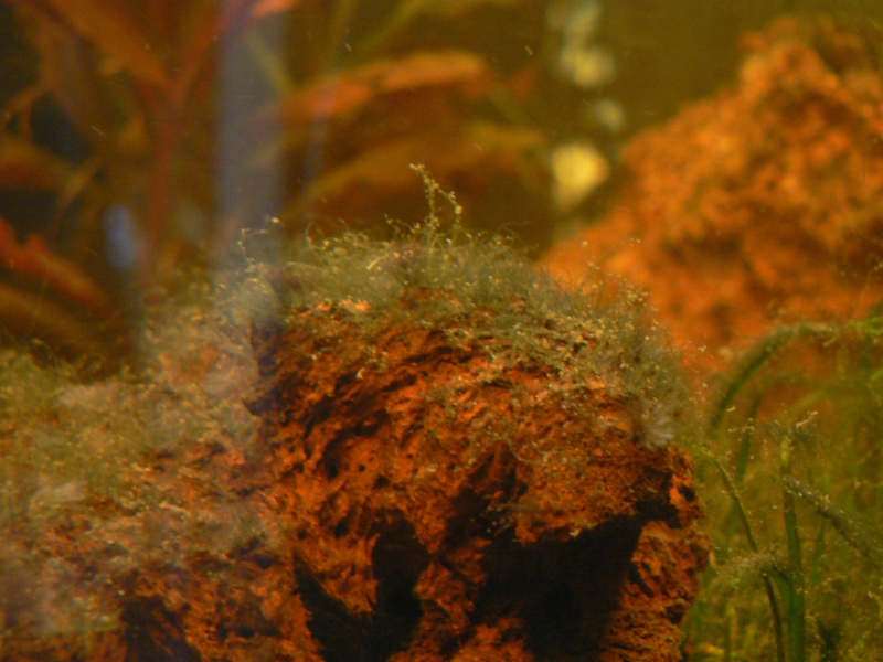 algues noires P1030610