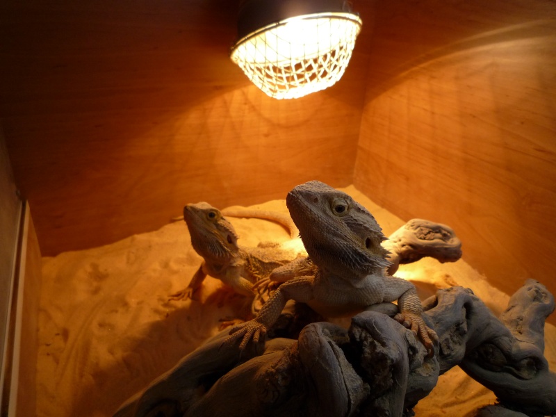 mon couple de pogona vitticeps ! - Page 2 P1010010