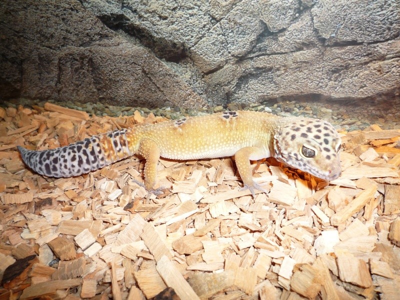 mon couple de gecko léopard ensemble ! P1010113