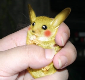 Pikachu ASLI ! Image010