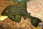 Latest pictures and photos - Freshwater Madness Pleco10