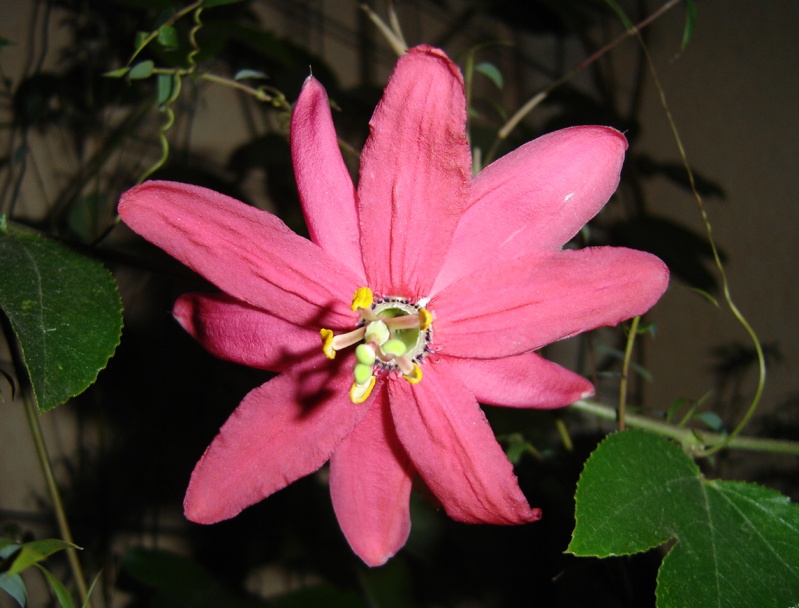 Passiflora sp. madère Dsc00410