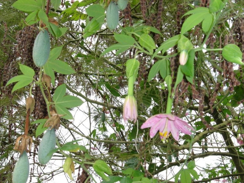 Passiflora sp. madère Dsc02310