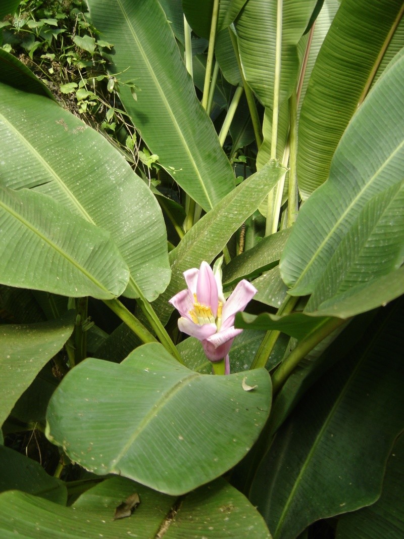 Identification plantes de Martinique? Dsc02810