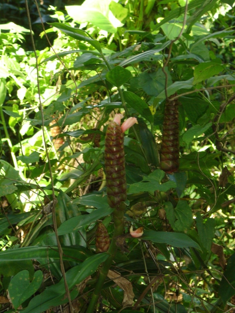 Identification plantes de Martinique? Dsc02811