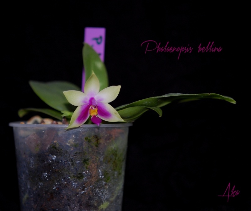 Phalaenopsis bellina - Page 2 Dsc_0212