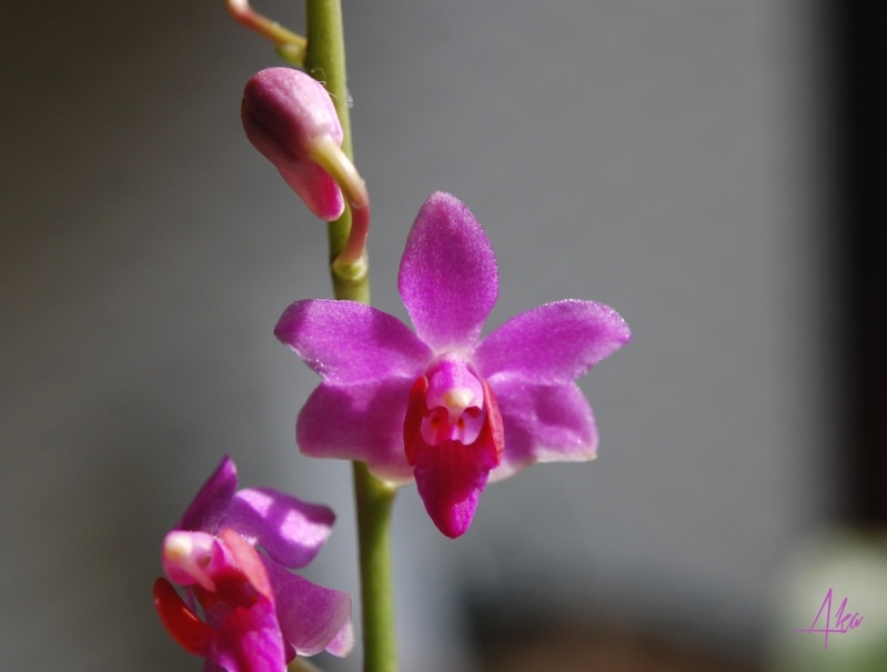 Phalaenopsis pulcherrima Dsc_0310