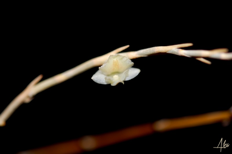 Dendrobium acinaciforme Dsc_0315