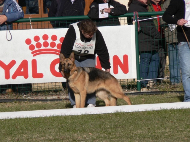 Baby show berger allemand 7 décembre  à pernes les fontaines P1060514