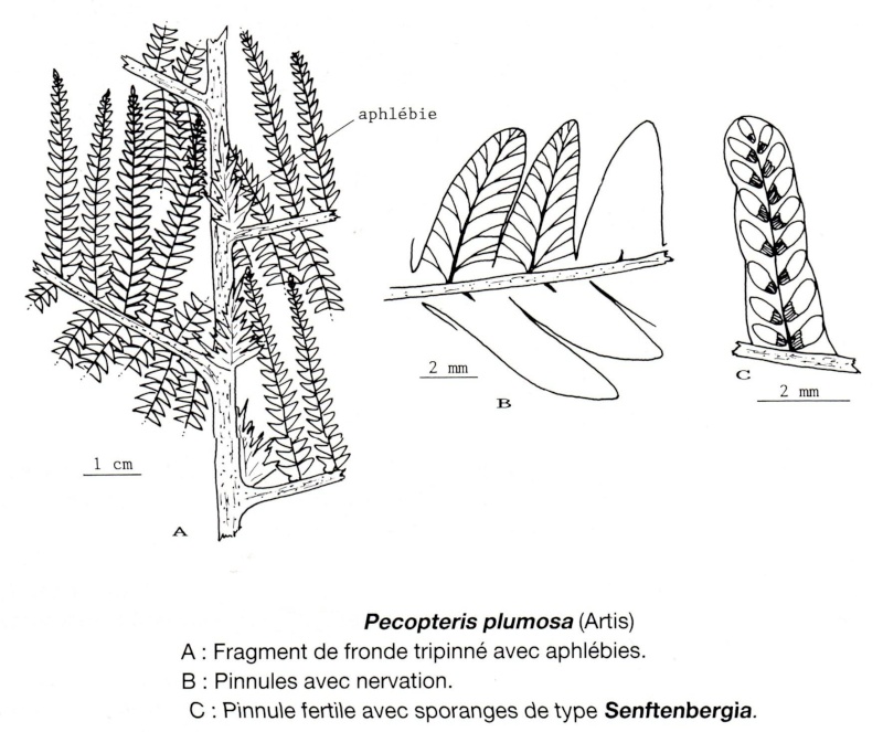 Pecopteris (Brongniart ) , Sternberg 1825. Img49610