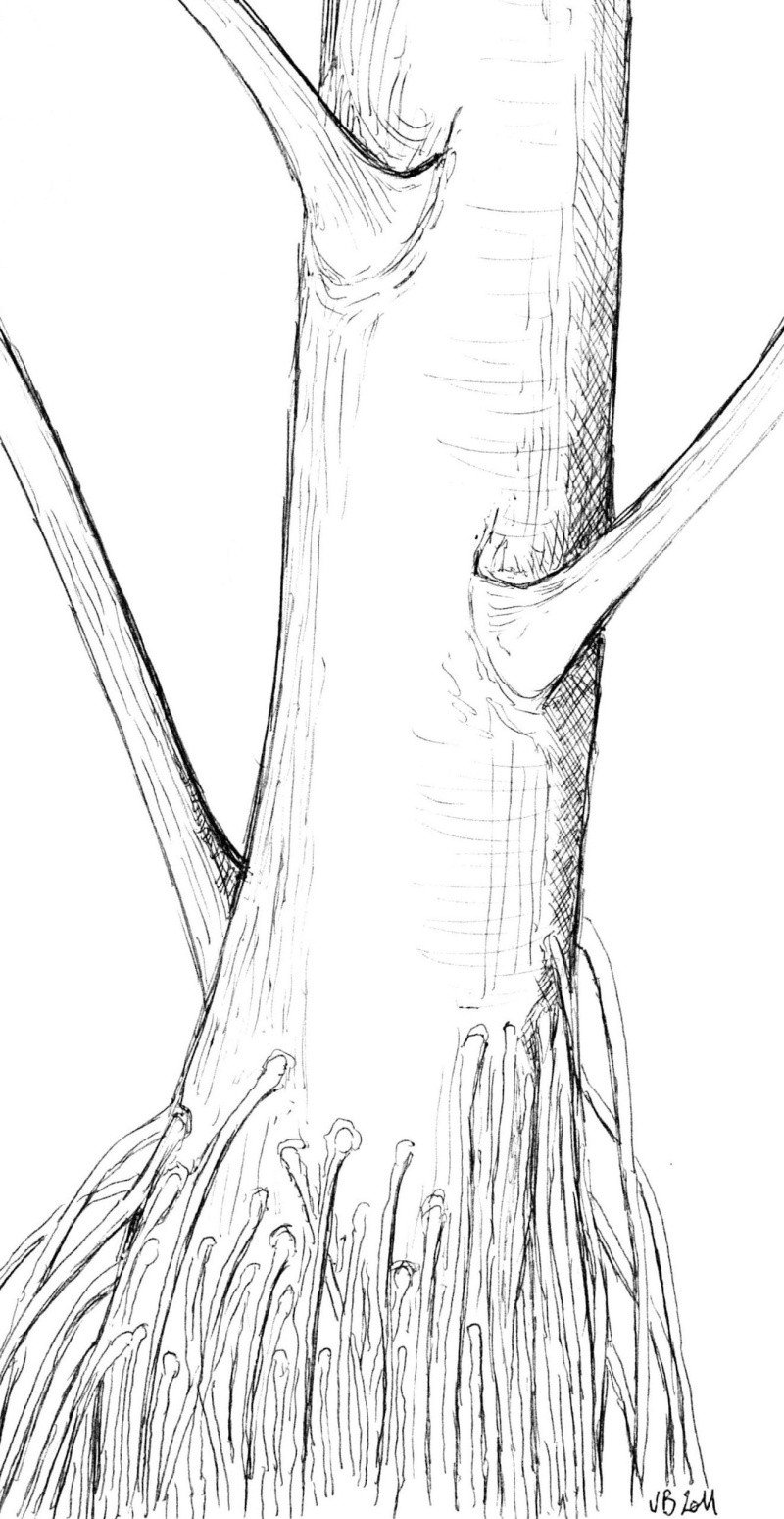 Neuropteris ovata Hoffmann . Cyclopteris Brongniart , 1830. Img50210