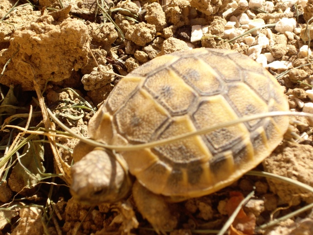 mes bébé tortue Imgp7925