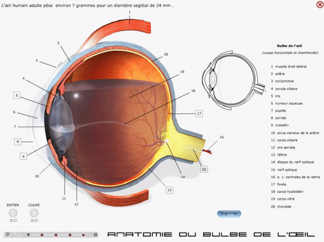 برنامج جميل جدا لفهم ماذا يوجد داخل عينك + عيوب الايصار و كيفية علاجها L_oeil10