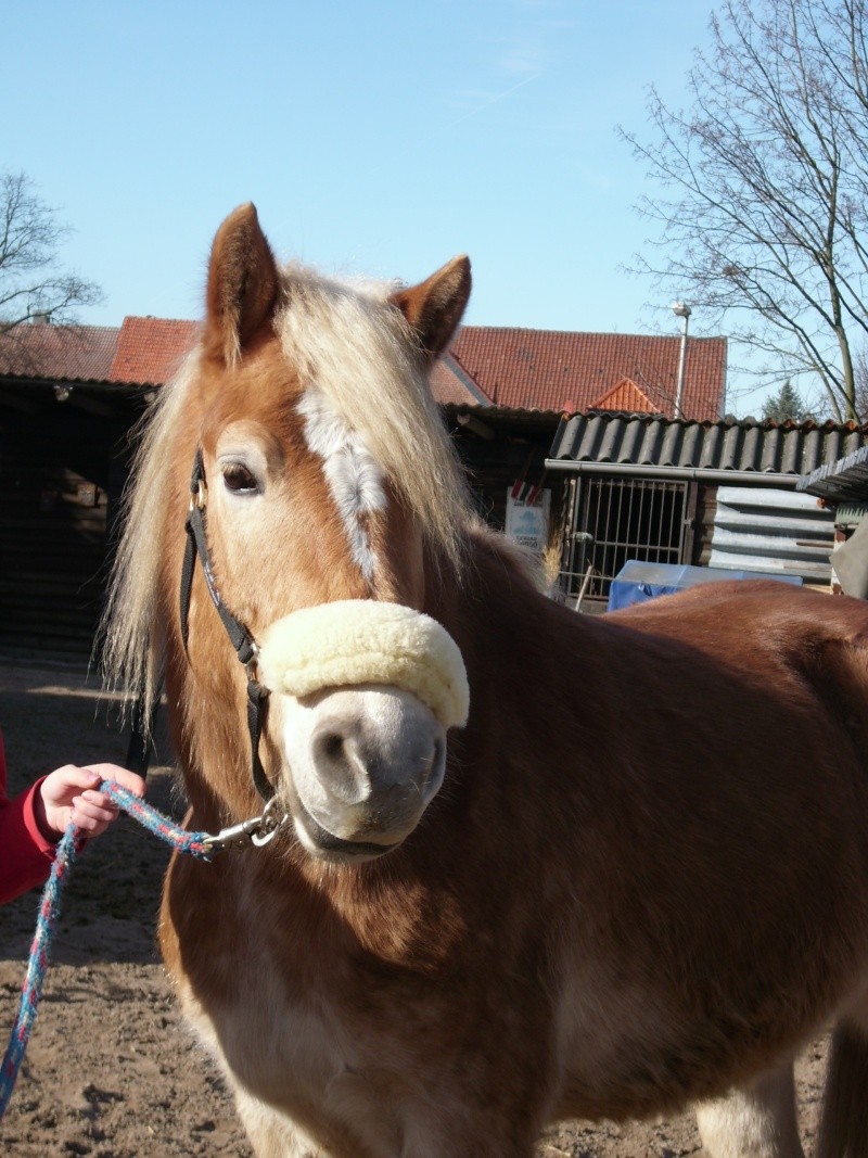 Haflinger zu Verkaufen Dsci0010