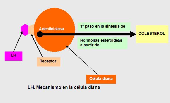 HORMONA LIBERADORA DE LA HORMONA DEL CRECIMIENTO - Página 6 Lh10