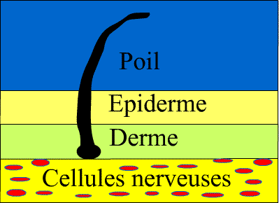 Les limites du corps humain Peau10