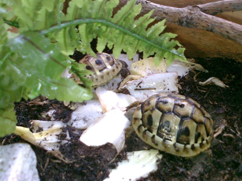 Tortue Hermani Boettgerie ( Testudo Boettgeri )  - Page 5 Photo015