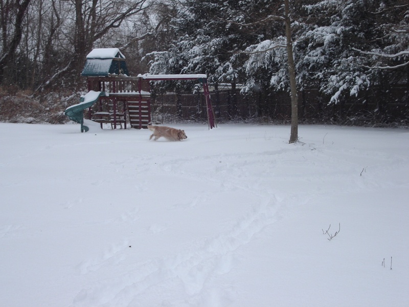 Phat Dog in Snow Cooper12