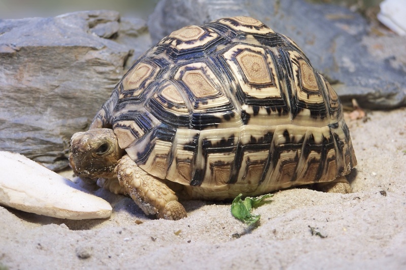 tortue léopard (Geochelone pardalis) Geoche11