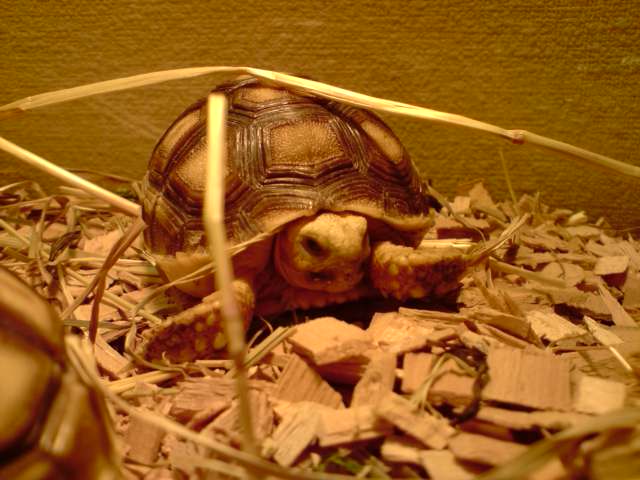 tortue léopard (Geochelone pardalis) P2811023