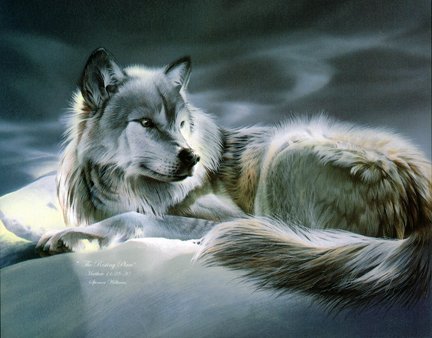 Cats Chara Shira Wolf10