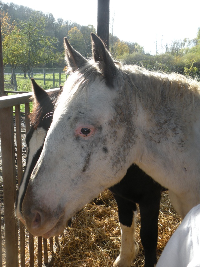 A vendre cheval pie bai, poulain croisé irish, poulain apaloosa, poney apaloosa... Dscn0710