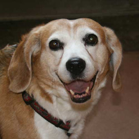 ELIPSE (Beagle) Elipse10