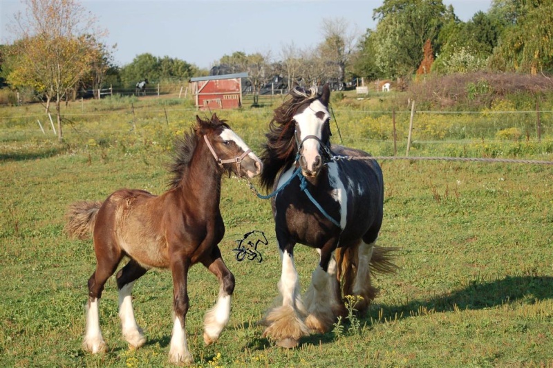  Une belle fin d'après midi avec Roan, Damas, Luna et Lolote Dsc_0026