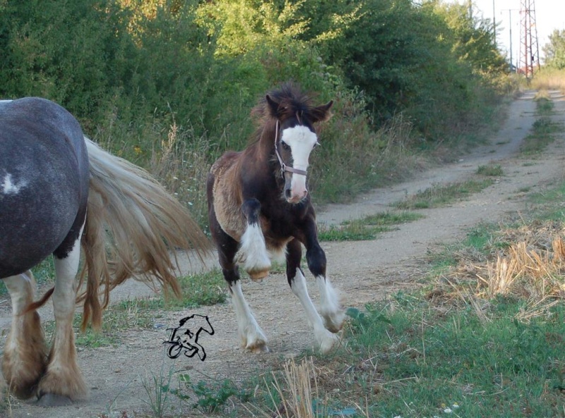  Une belle fin d'après midi avec Roan, Damas, Luna et Lolote Dsc_0224