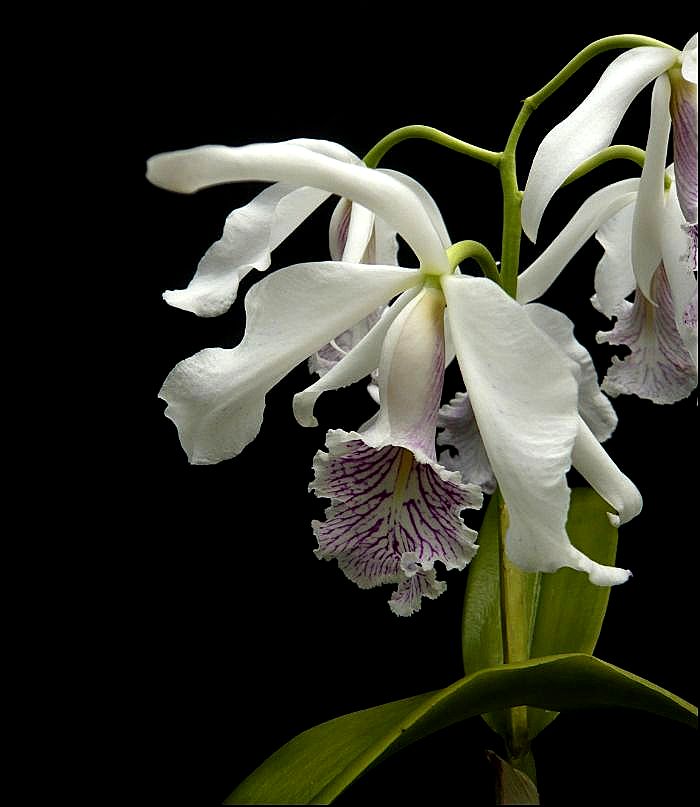 Cattleya maxima f. semi alba Cattle27