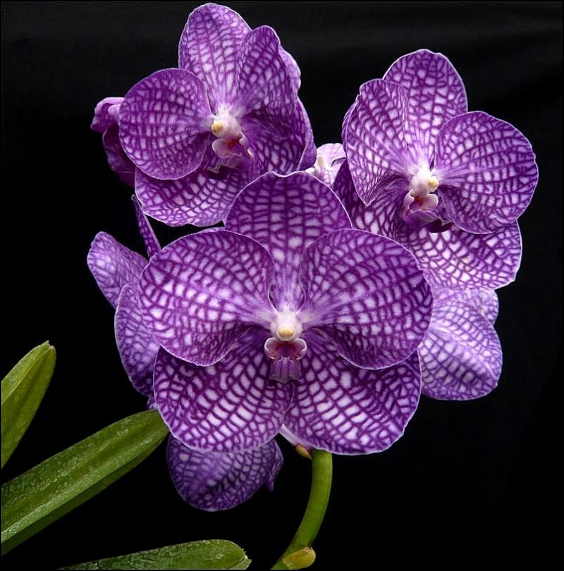 Vanda bleu "Philippe" Vanda_10