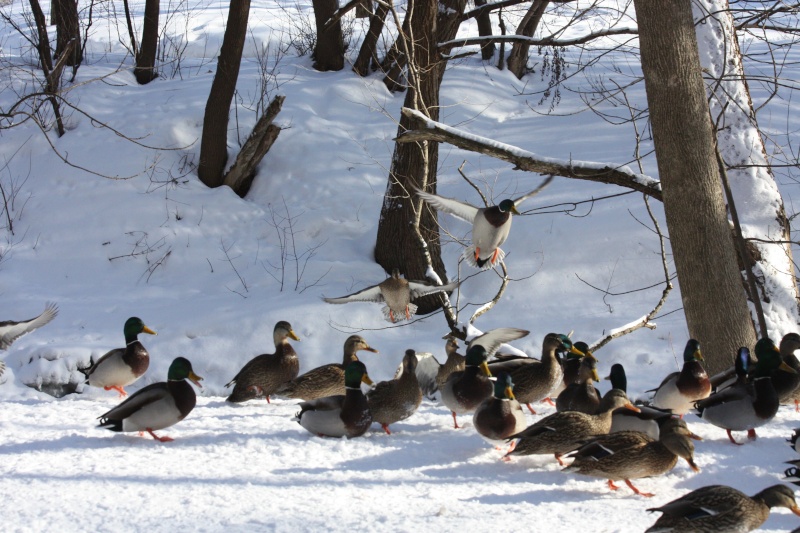 Colvert au Maizeret Img_2512