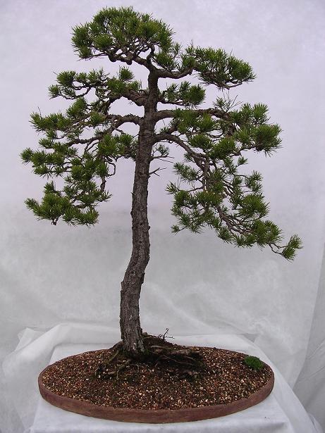 Jersey Bonsai Society Pinus_10