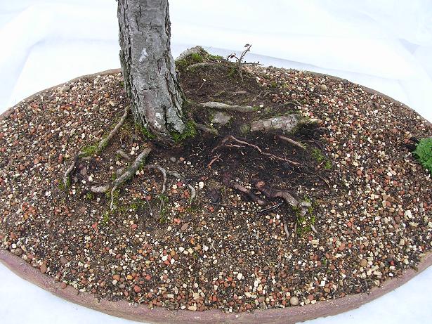 Jersey Bonsai Society Pinus_11