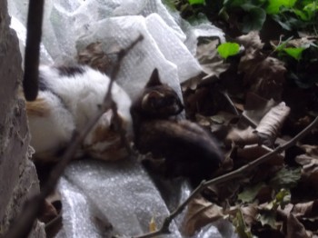 amis des bêtes, cliquez pour les animaux ! actuanimaux… - Page 3 Operat10