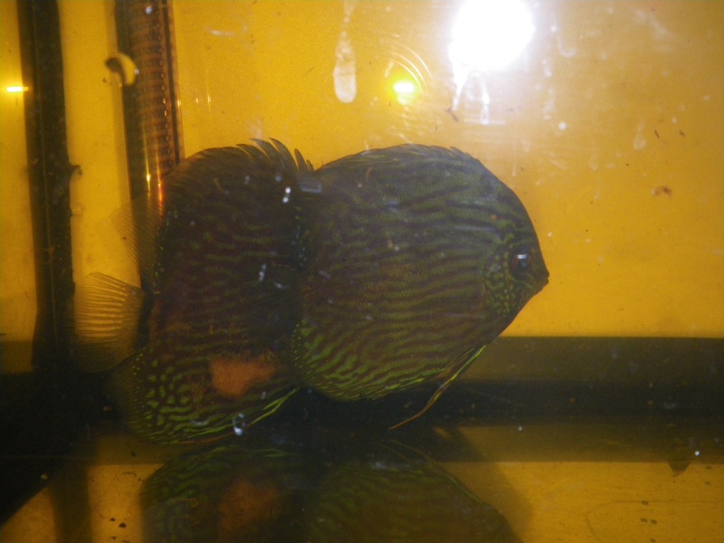 Discus - Discus sauvage Royale bleu Imgp4313