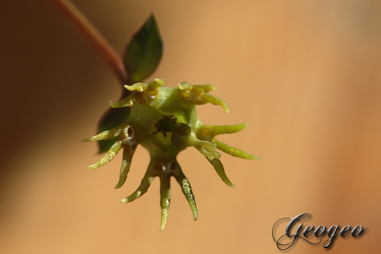 Mon Euphorbia globosa en ""fleurs"" Dsc08317