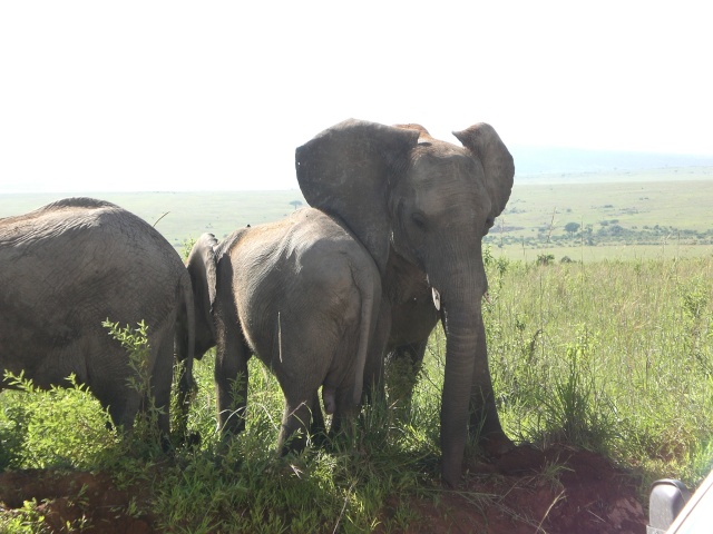 Kenya Foto elefante allo Tsavo Cimg0110