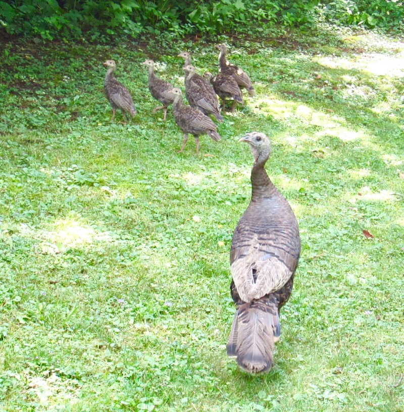 Dinde sauvage avec ses 7 petits! 8fe22a10