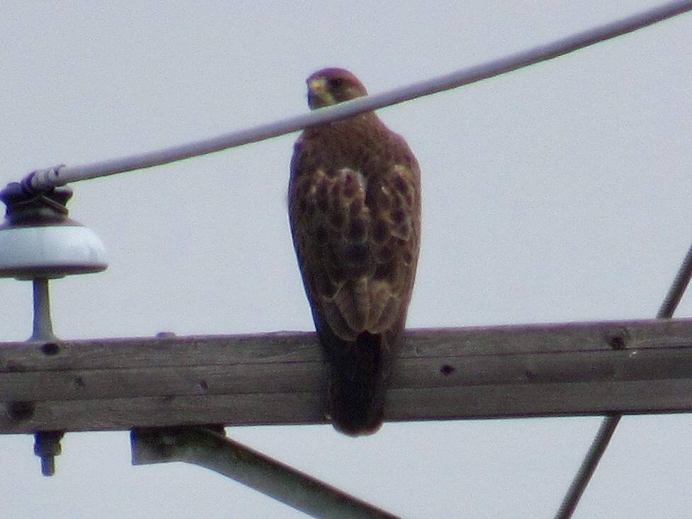 Rapace à identifier 9bb71510