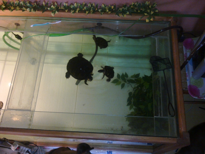 Mon Aquarium & mes Tortues - Page 2 17022023