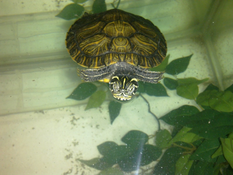 Mon Aquarium & mes Tortues - Page 2 17022024